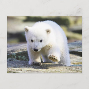 Cutest Baby djur   Polar Björn Baby Vykort