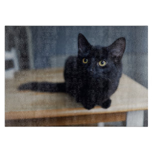 Cutest Baby djur   Porträtt i en svart katt