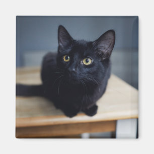 Cutest Baby djur Porträtt i en svart katt Magnet