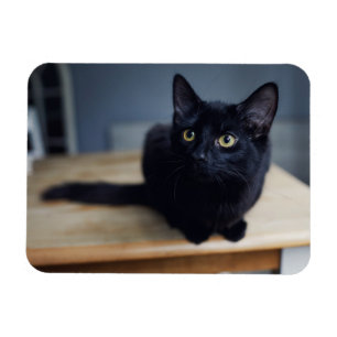 Cutest Baby djur Porträtt i en svart katt Magnet