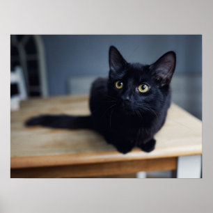 Cutest Baby djur Porträtt i en svart katt Poster