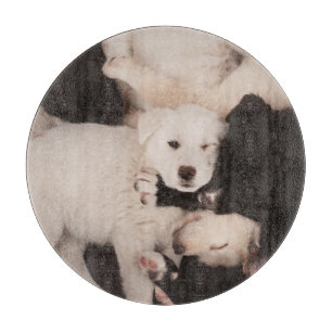 Cutest Baby djur   Pungor