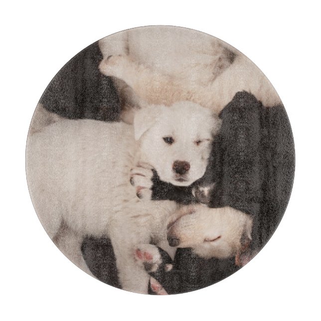 Cutest Baby djur | Pungor (Framsidan)