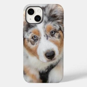 Cutest Baby djur Puppy Australian shepherd