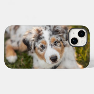 Cutest Baby djur Puppy Australian shepherd