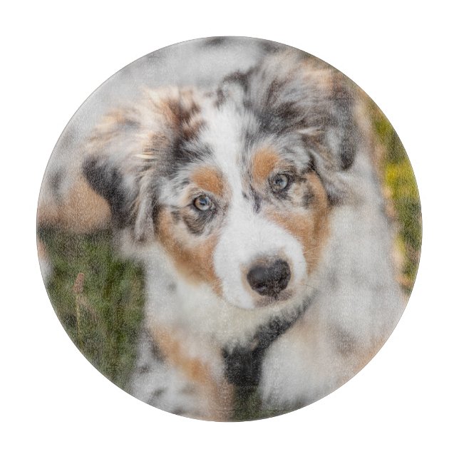 Cutest Baby djur | Puppy Australian shepherd (Framsidan)