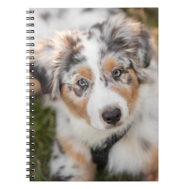 Cutest Baby djur | Puppy Australian shepherd Anteckningsbok (Framsidan)
