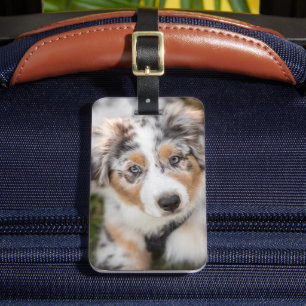 Cutest Baby djur Puppy Australian shepherd Bagagebricka