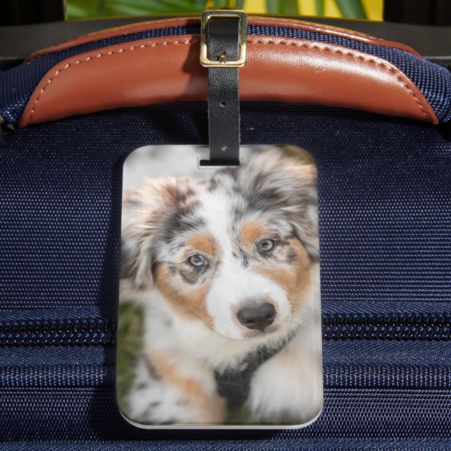 Cutest Baby djur | Puppy Australian shepherd Bagagebricka (Framsida Insitu 2)