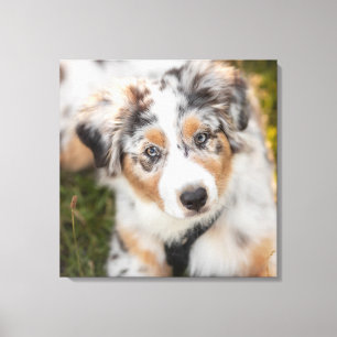 Cutest Baby djur   Puppy Australian shepherd Canvastryck