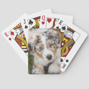 Cutest Baby djur Puppy Australian shepherd Casinokort