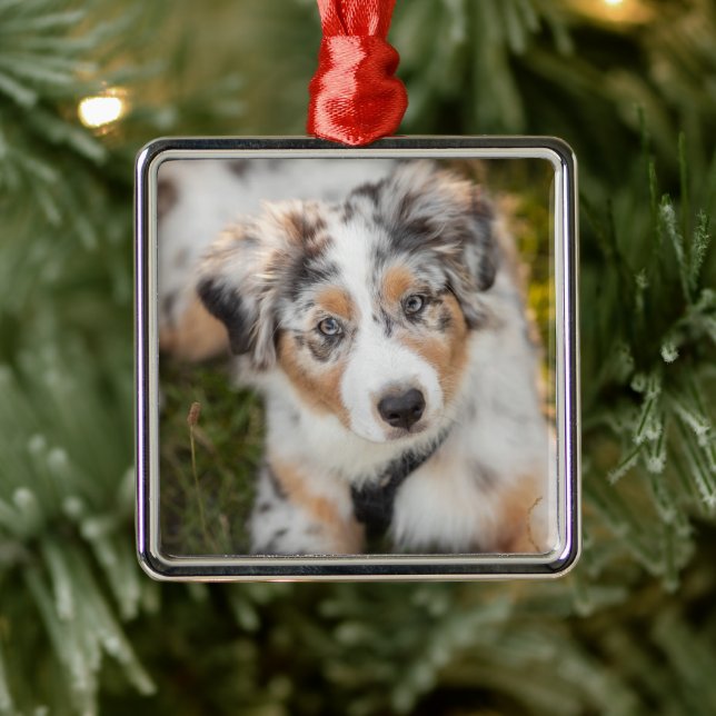 Cutest Baby djur | Puppy Australian shepherd Julgransprydnad Metall (Träd)