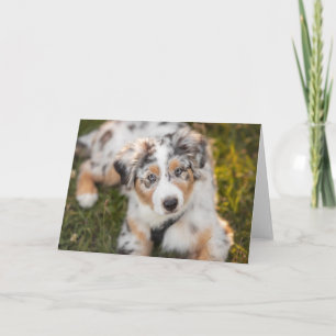 Cutest Baby djur Puppy Australian shepherd Kort