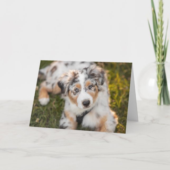 Cutest Baby djur | Puppy Australian shepherd Kort (Framsida)