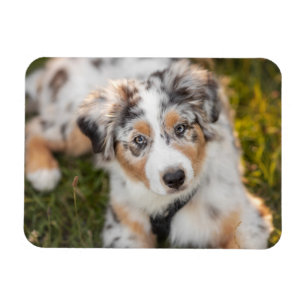 Cutest Baby djur Puppy Australian shepherd Magnet