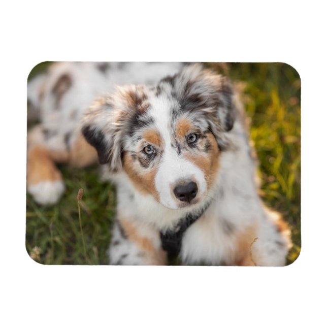 Cutest Baby djur | Puppy Australian shepherd Magnet (Horisontell)