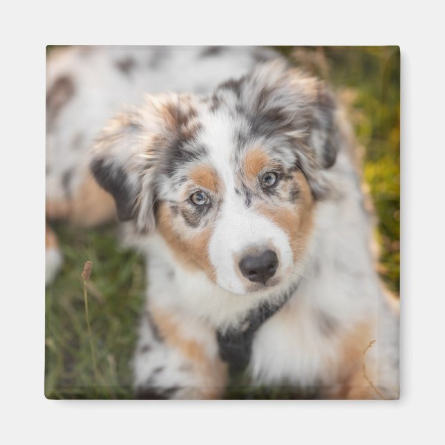 Cutest Baby djur | Puppy Australian shepherd Magnet (Framsidan)