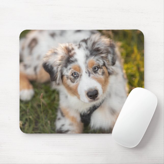 Cutest Baby djur | Puppy Australian shepherd Musmatta (Med mus)