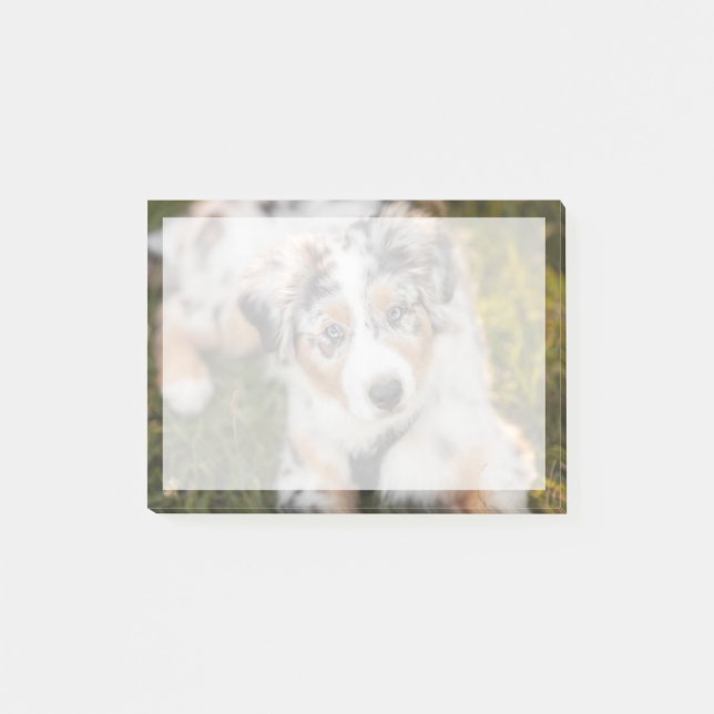 Cutest Baby djur | Puppy Australian shepherd Post-it Block (Framsida)