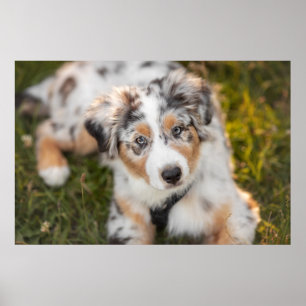 Cutest Baby djur Puppy Australian shepherd Poster