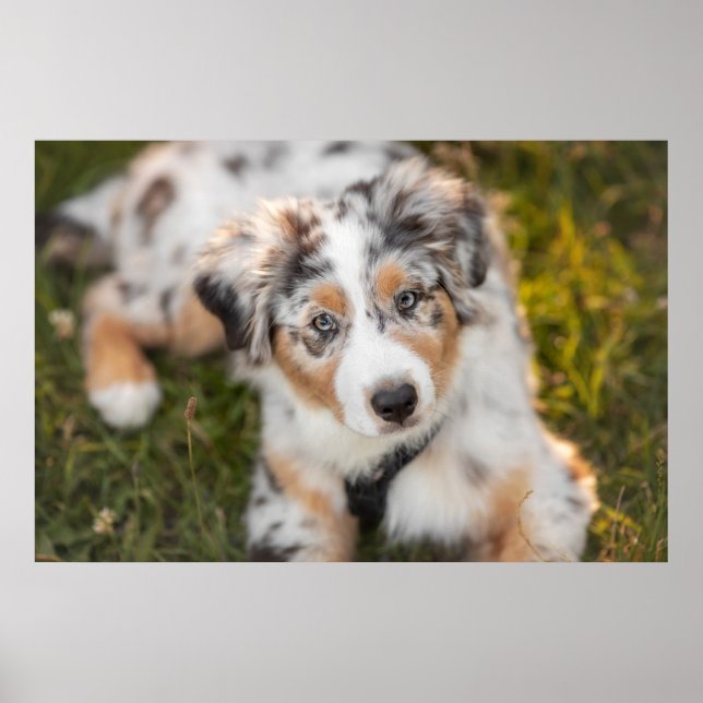 Cutest Baby djur | Puppy Australian shepherd Poster (Framsidan)