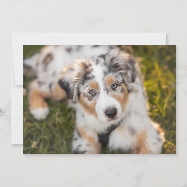 Cutest Baby djur | Puppy Australian shepherd Tack Kort (Framsida)