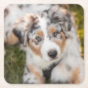 Cutest Baby djur   Puppy Australian shepherd Underlägg Papper Kvadrat