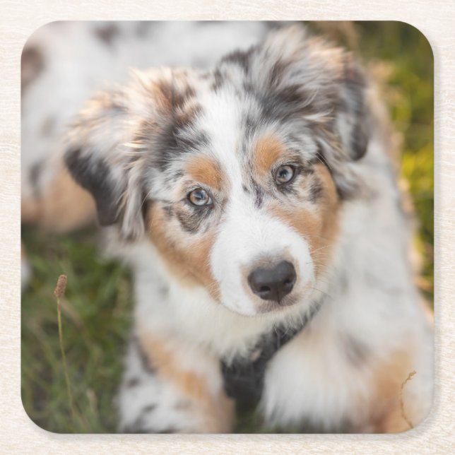 Cutest Baby djur | Puppy Australian shepherd Underlägg Papper Kvadrat (Framsidan)