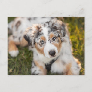 Cutest Baby djur   Puppy Australian shepherd Vykort