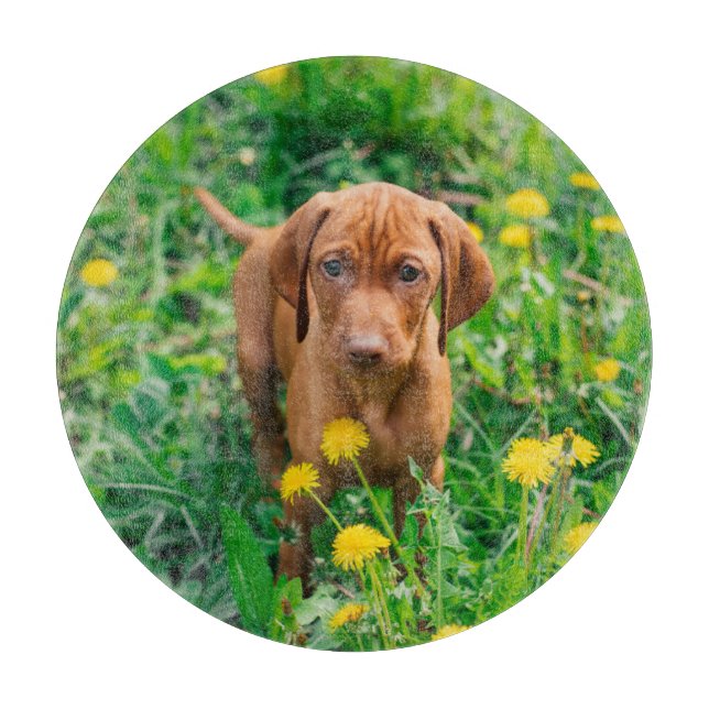 Cutest Baby djur | Puppy-pekare (Framsidan)