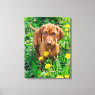 Cutest Baby djur   Puppy-pekare Canvastryck