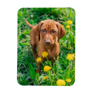 Cutest Baby djur Puppy-pekare Magnet