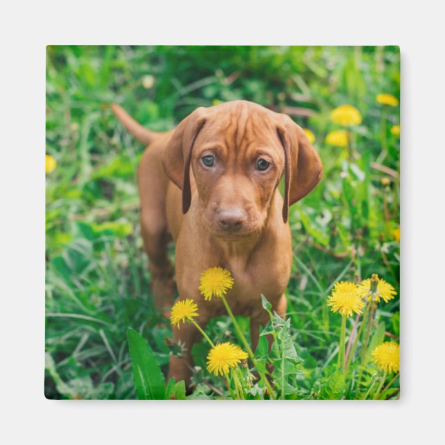 Cutest Baby djur | Puppy-pekare Magnet (Framsidan)