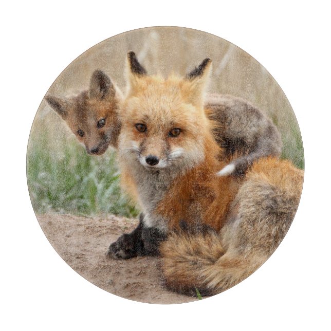Cutest Baby djur | Red Fox & Baby (Framsidan)