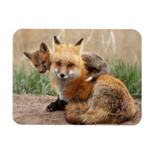 Cutest Baby djur Red Fox & Baby Magnet