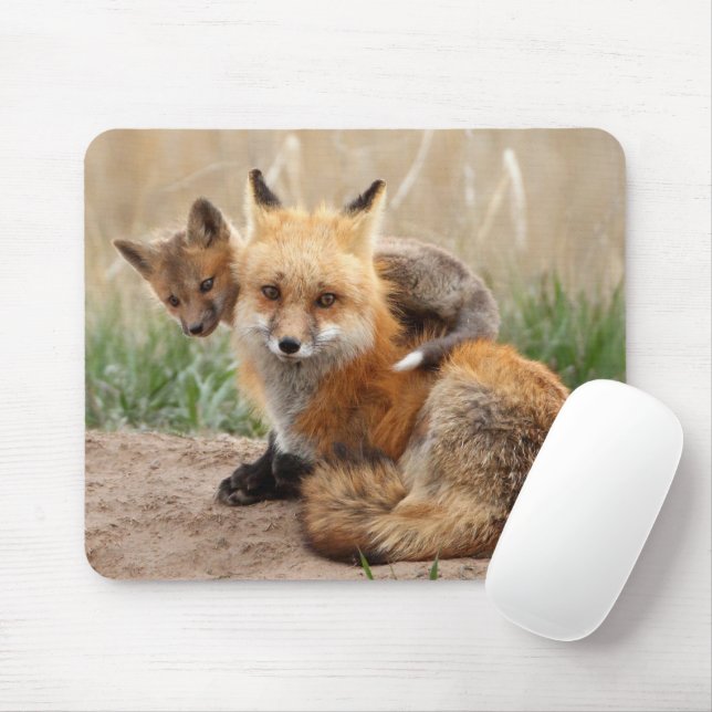 Cutest Baby djur | Red Fox & Baby Musmatta (Med mus)