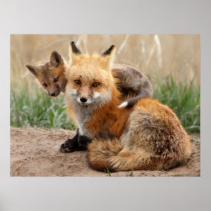 Cutest Baby djur Red Fox & Baby Poster