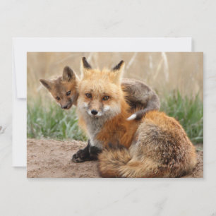 Cutest Baby djur Red Fox & Baby Tack Kort