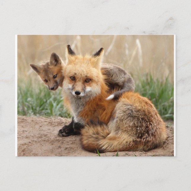 Cutest Baby djur | Red Fox & Baby Vykort (Framsida)