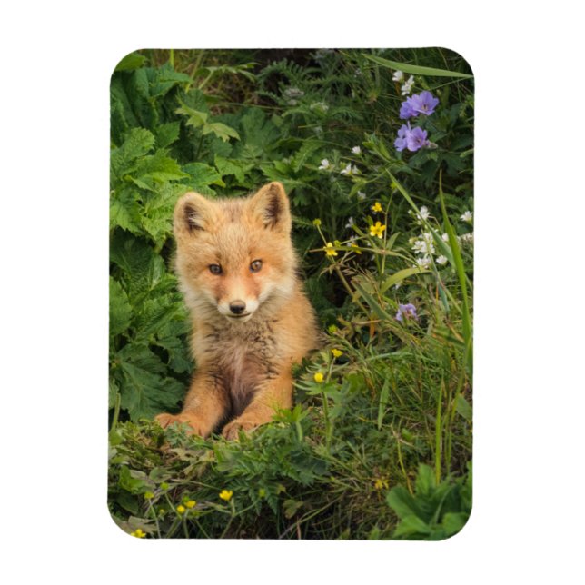 Cutest Baby djur | Red Fox i Umnak Alaska Magnet (Vertikal)