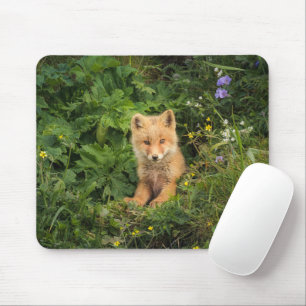 Cutest Baby djur Red Fox i Umnak Alaska Musmatta