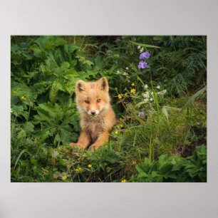 Cutest Baby djur Red Fox i Umnak Alaska Poster
