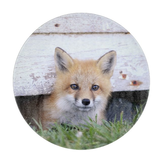 Cutest Baby djur | Red Fox Kit Peeking (Framsidan)