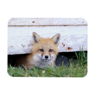 Cutest Baby djur Red Fox Kit Peeking Magnet