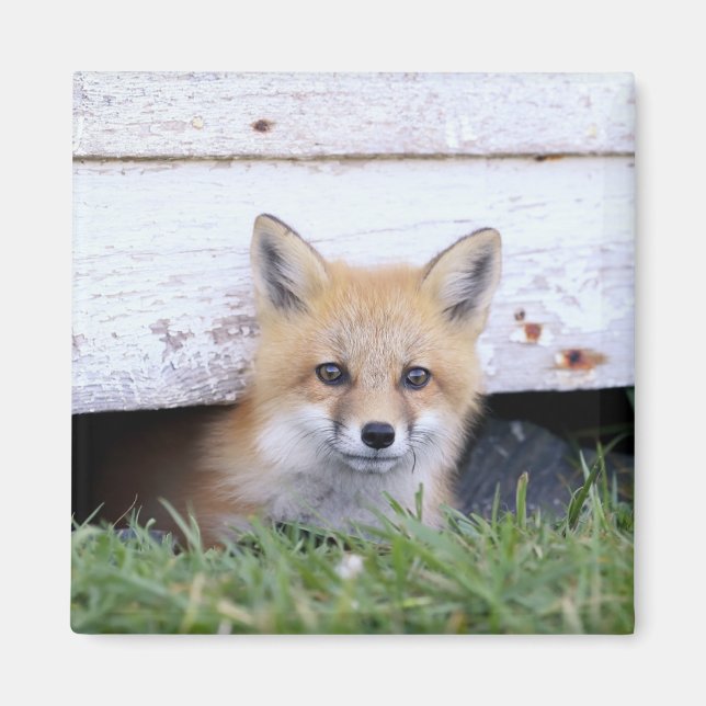 Cutest Baby djur | Red Fox Kit Peeking Magnet (Framsidan)