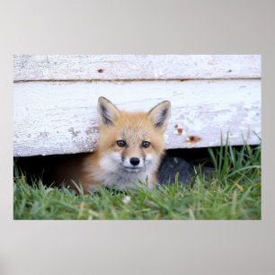 Cutest Baby djur Red Fox Kit Peeking Poster