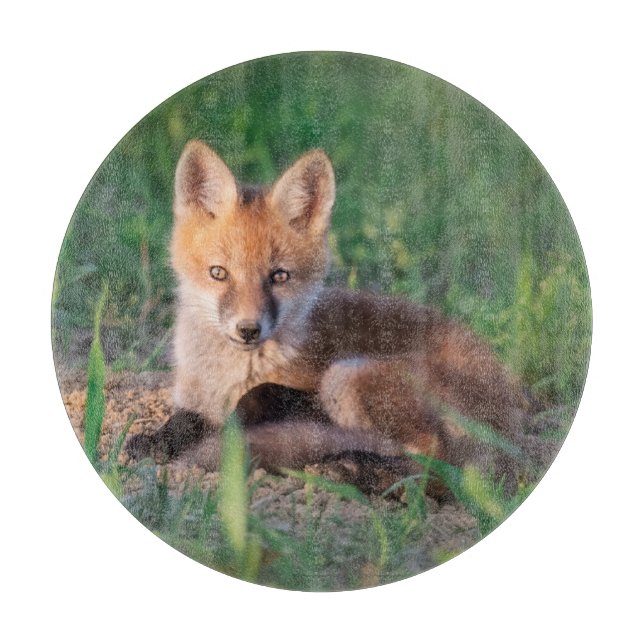 Cutest Baby djur | Red Fox Kit Relaxing (Framsidan)