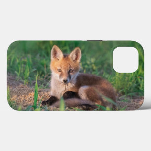Cutest Baby djur Red Fox Kit Relaxing