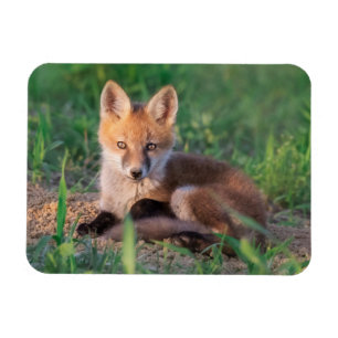Cutest Baby djur Red Fox Kit Relaxing Magnet