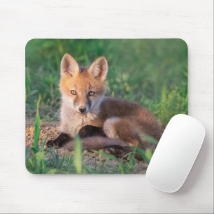 Cutest Baby djur Red Fox Kit Relaxing Musmatta